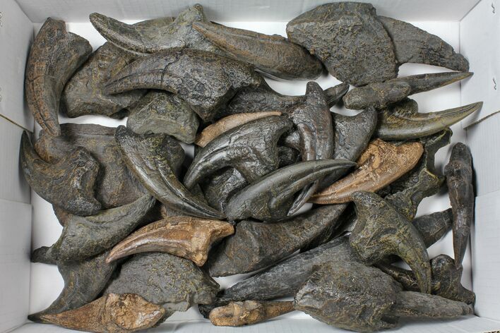 Lot: Mixed Bag of Dinosaur Claw & Tooth Replicas #118876